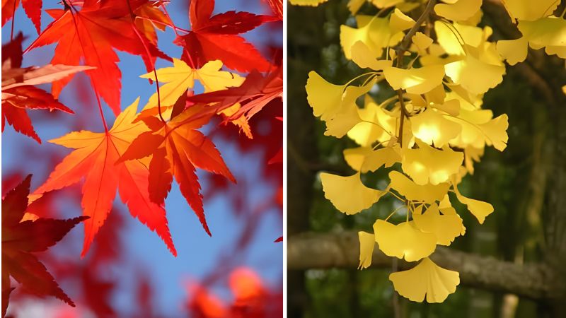 Lá phong (Momiji) và lá ngân hạnh (Ginkgo)