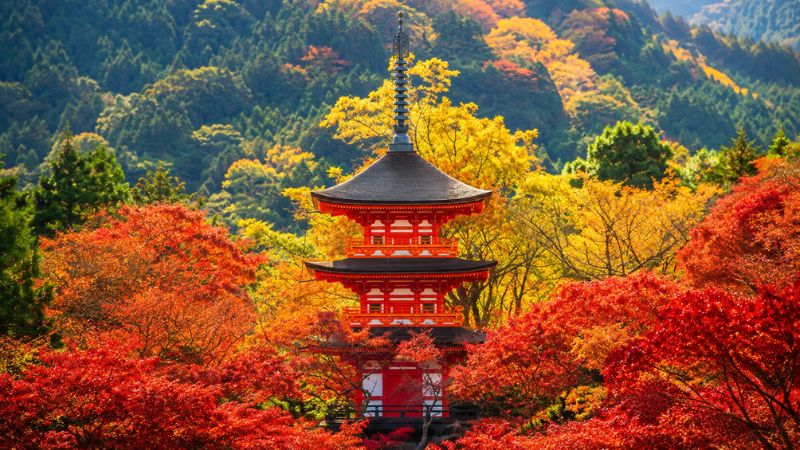 Toàn cảnh chùa Kiyomizu-dera giữa rừng lá phong đỏ rực
