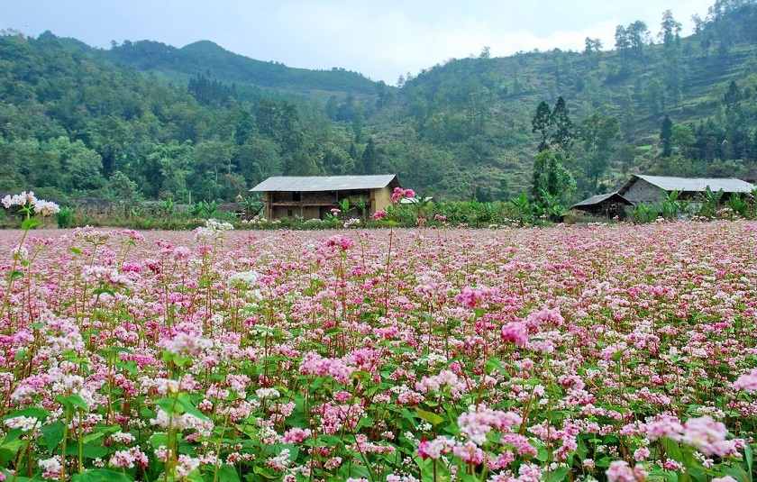 Lễ hội hoa tam giác mạch Hà Giang