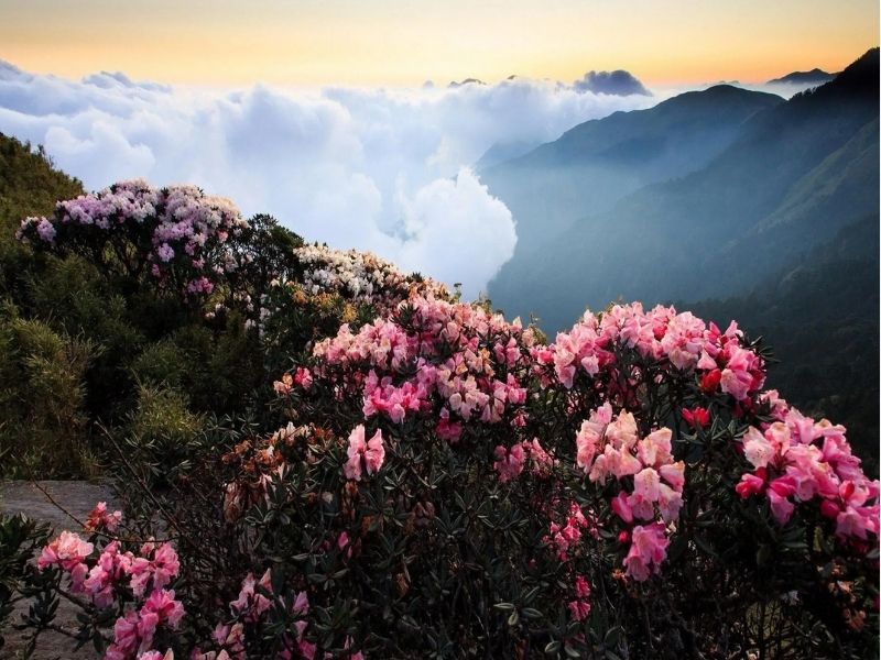 Cảnh sắc rực rỡ của hoa đỗ quy&ecirc;n tr&ecirc;n n&uacute;i tuyết Kiệu Tử Sơn 