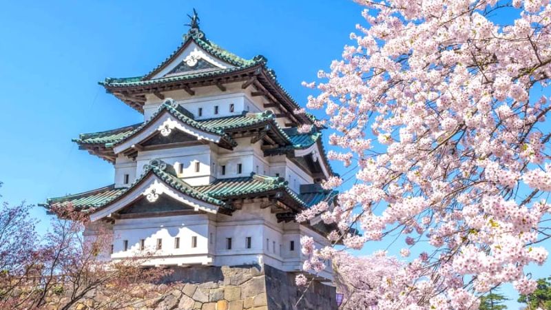 Ngắm hoa anh đào nở rộ tại lâu đài Hirosaki