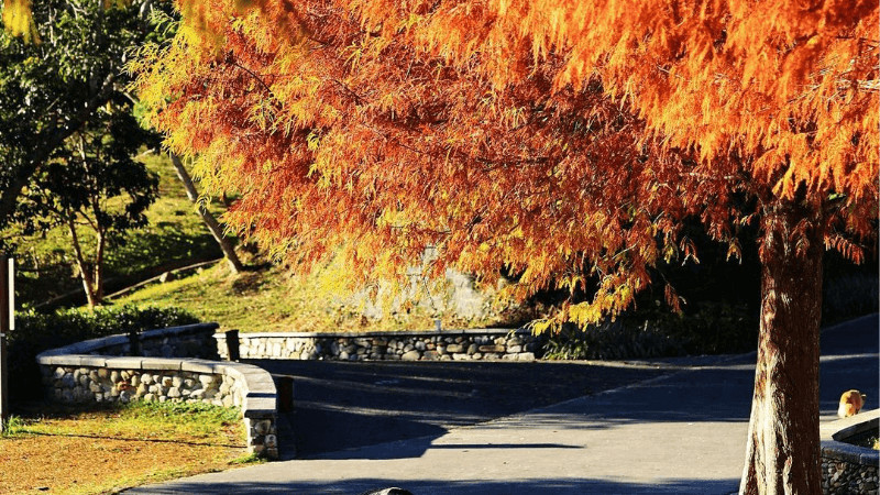 Du lịch hồ Nhật Nguyệt mùa thu