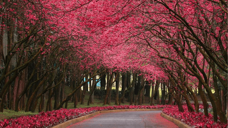 Du lịch hồ Nhật Nguyệt mùa xuân