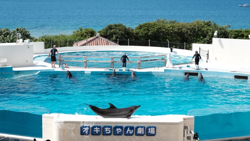 Kh&aacute;m ph&aacute; thuỷ cung Okinawa Churaumi Aquarimum