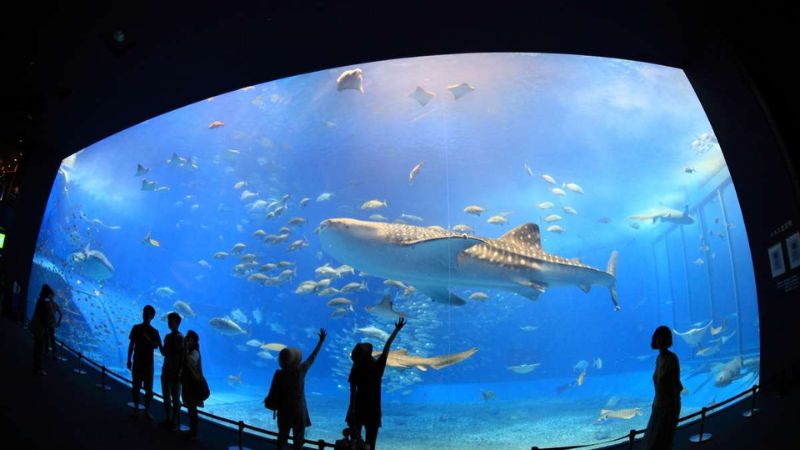Thuỷ cung Okinawa Churaumi Aquarium