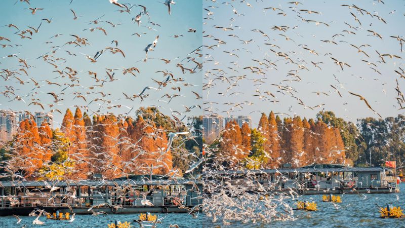 Ngắm chim hải âu tại hồ Điền Trì (@ Fragrant, sticky and chewy)