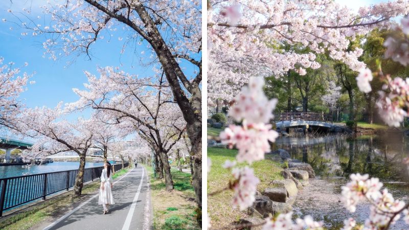 Dạo phố ngắm hoa anh đ&agrave;o m&ugrave;a xu&acirc;n nở rộ tại Osaka
