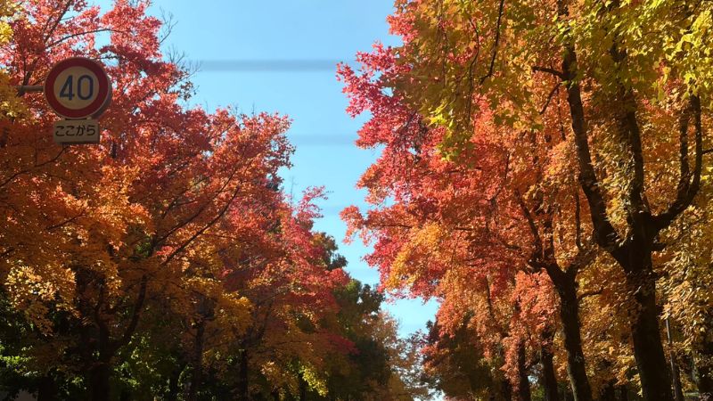 Vẻ đẹp l&atilde;ng mạn của thời tiết Osaka m&ugrave;a thu