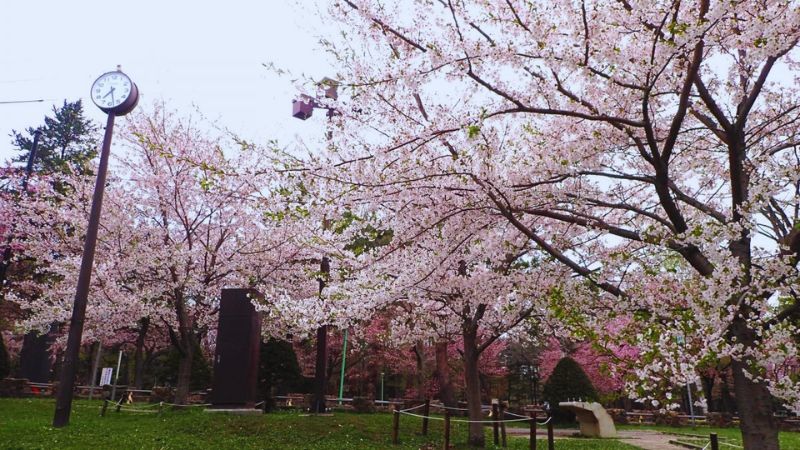Mùa xuân tại Sapporo