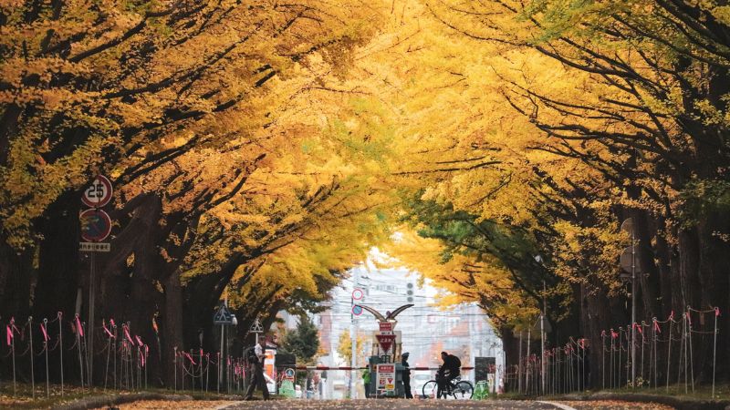 Ngắm lá vàng tại Đại học Hokkaido