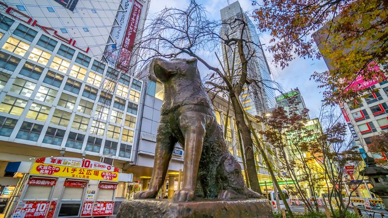 Hachiko - tượng đài của lòng trung thành