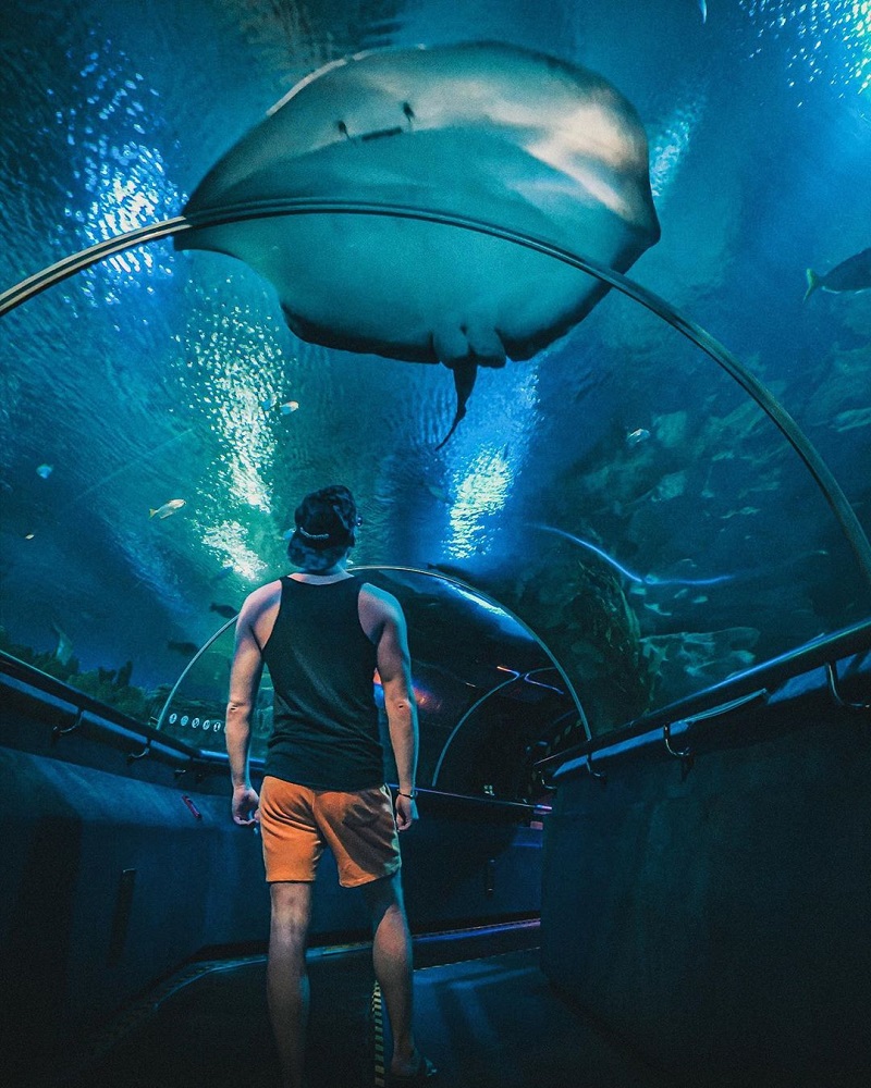 Thuỷ Cung Aquaria KLCC khám phá thế giới đại dương