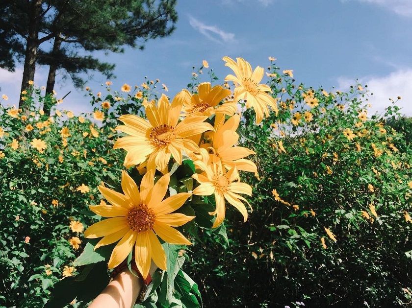 Hoa dã quỳ rực rỡ ở Buôn Ma Thuột