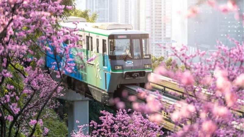 G&oacute;c h&igrave;nh tuyến đường sắt số 2 đi xuy&ecirc;n qua rừng hoa anh đ&agrave;o