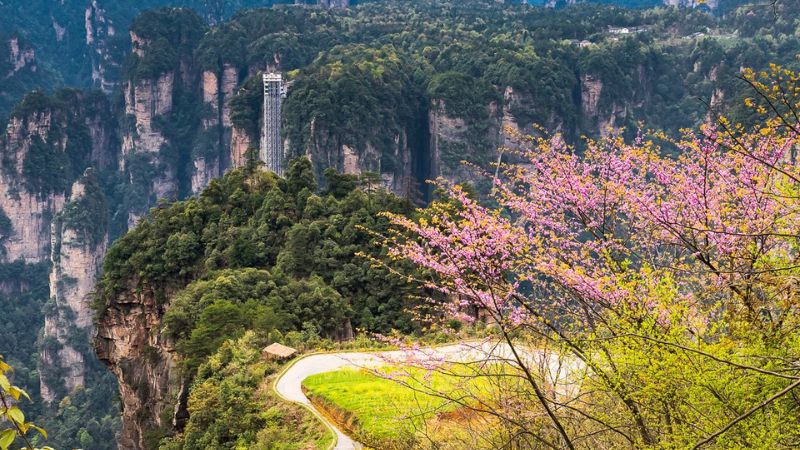 Th&aacute;ng 4 Trương Gia Giới c&oacute; hoa đ&agrave;o nở