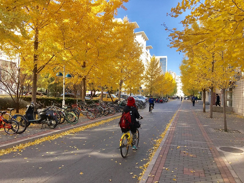 Mùa thu ở Thượng Hải có cảnh đẹp lãng mạn thu hút du khách