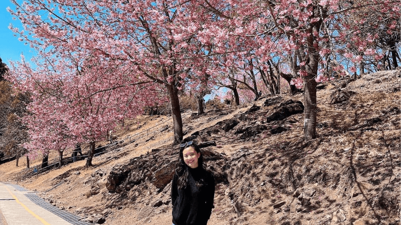 Kinh nghiệm du lịch Đài Loan mùa xuân