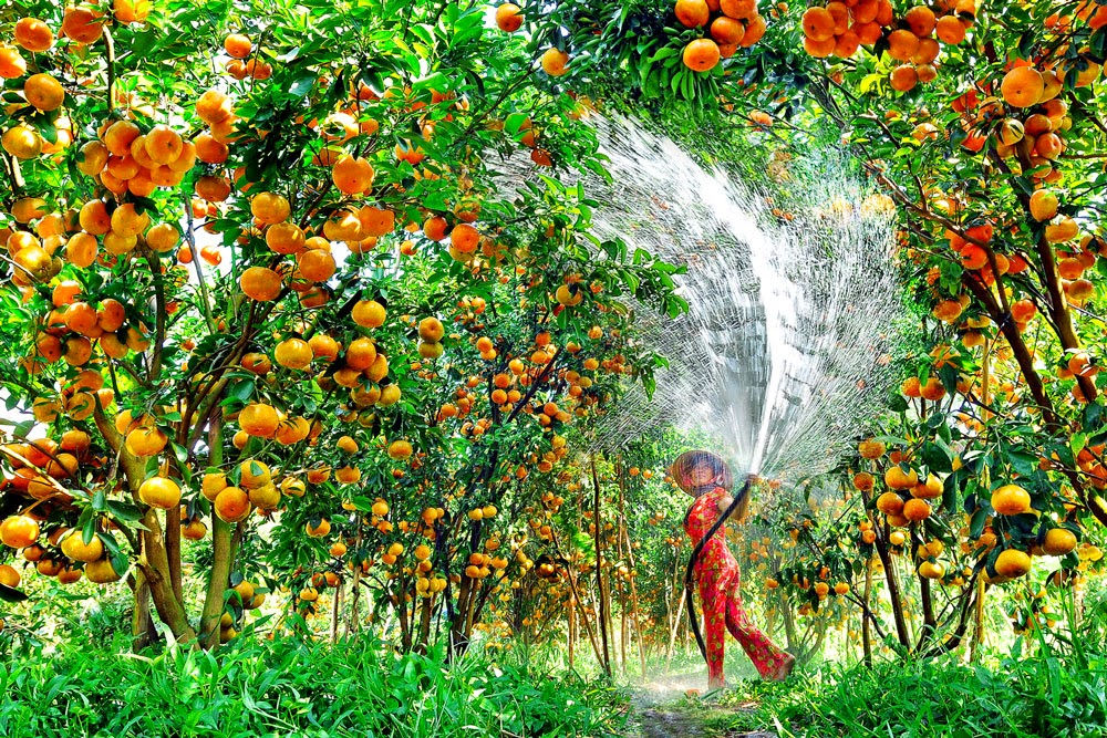 Vườn trái cây Mỹ Khánh là một trong những vườn trái cây Cần Thơ lớn nhất