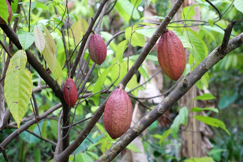 Quả cacao bên trên vườn cacao Mười Cương