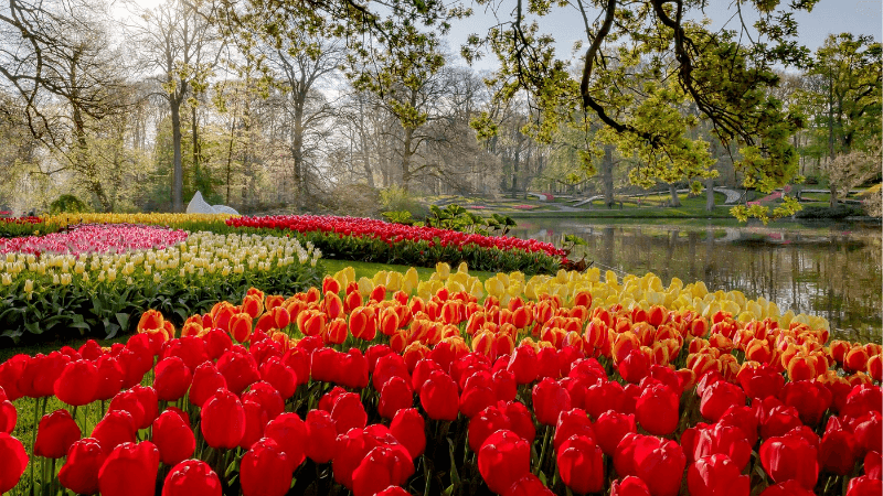 Vườn hoa Keukenhof rực rỡ của Hà Lan
