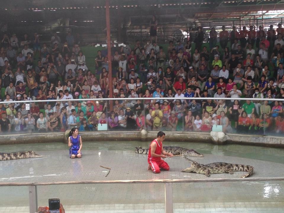 Biểu diễn cá sấu tại Thái 