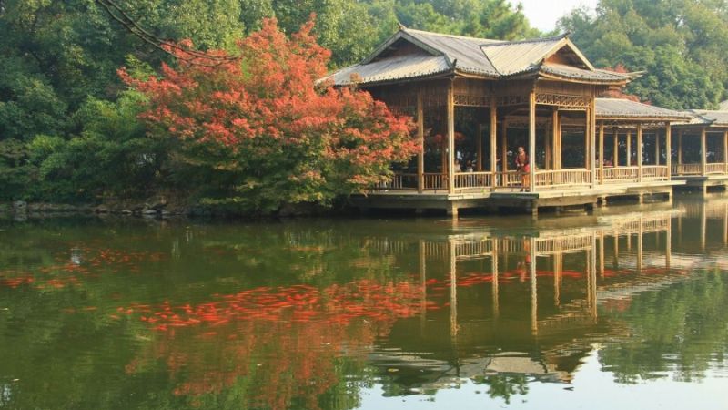 Hoa cảnh quan ngư thơ mộng