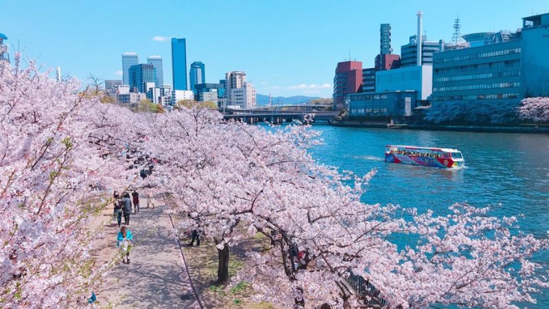 Hoa anh đào nở rộ trên con đường ở Osaka vào mùa xuân