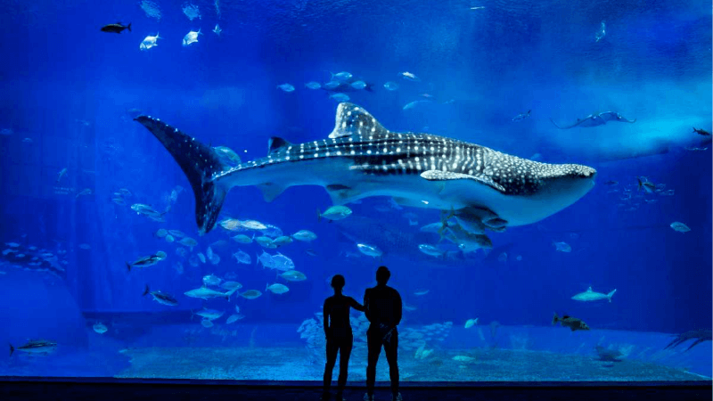 Thủy cung Aquarium de Lyon độc đáo, ấn tượng