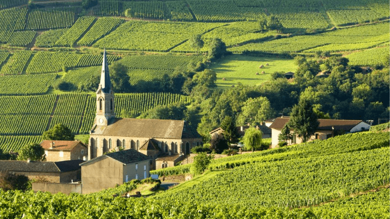 Vườn nho Bordeaux nơi mang đến hương vị rượu vang Pháp hảo hạng