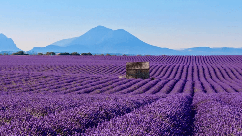 Cánh đồng hoa oải hương Provence là địa điểm du lịch Pháp rực rỡ