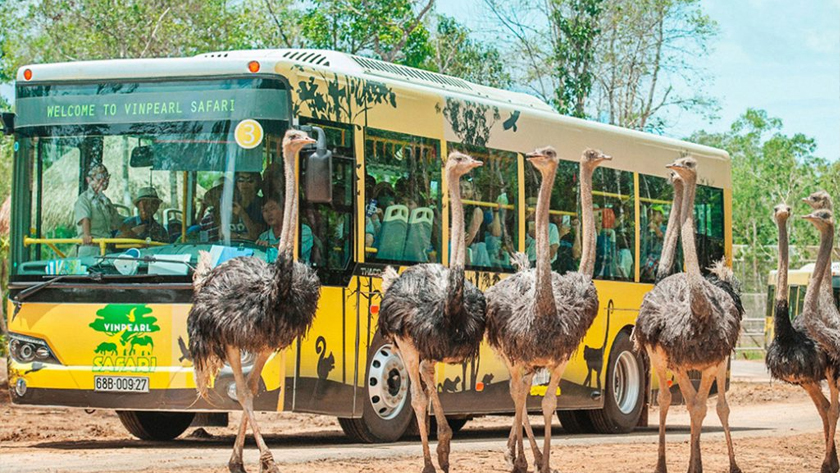 Trải nghiệm “nhốt người thả thú” tại Vinpearl Safari Phú Quốc