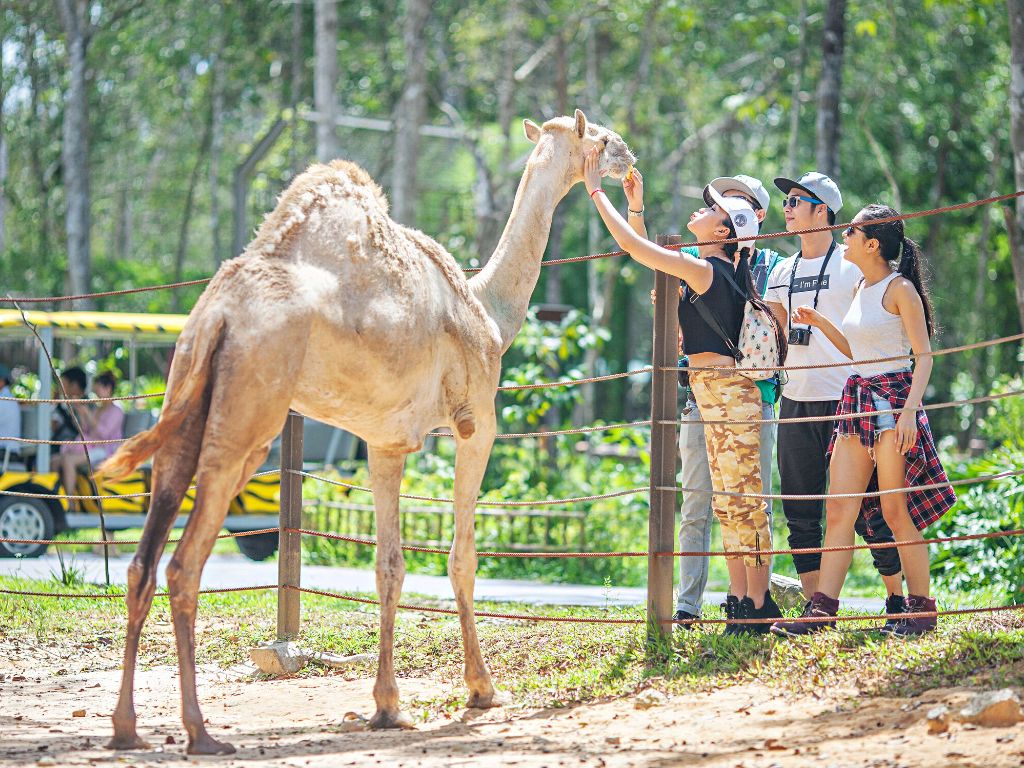 Gặp gỡ muôn loài thú quý hiếm tại Safari Phú Quốc