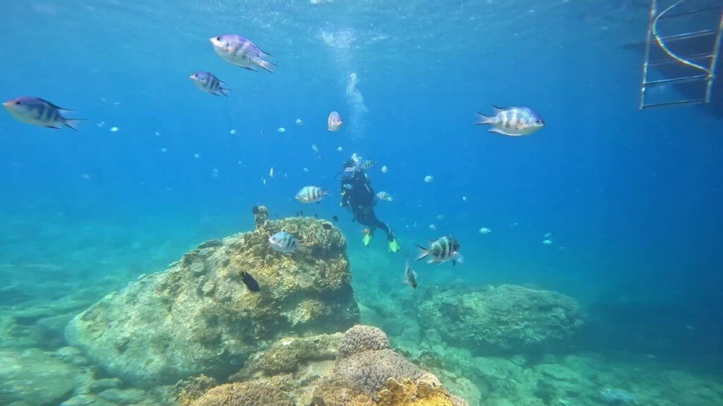Lặn ngắm san hô đảo Hòn Mun Nha Trang