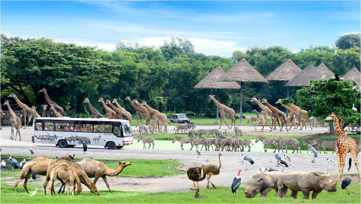 Tham quan vườn thú Safari,Bangkok.
