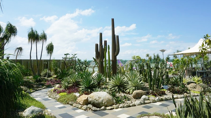 Vườn Xương Rồng (Cactus Garden) - Nhà ga T1 sân bay quốc tế Changi