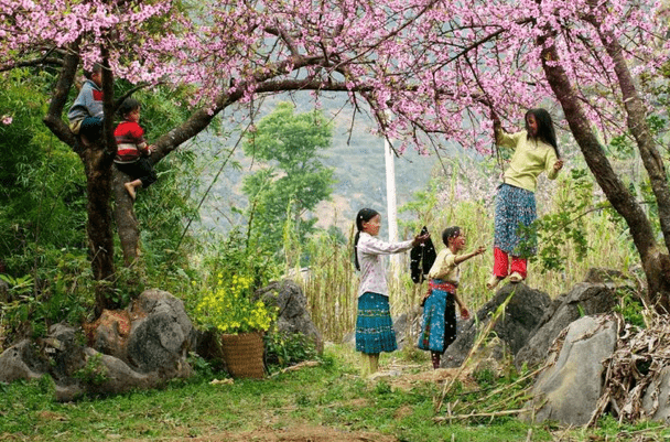 Sapa