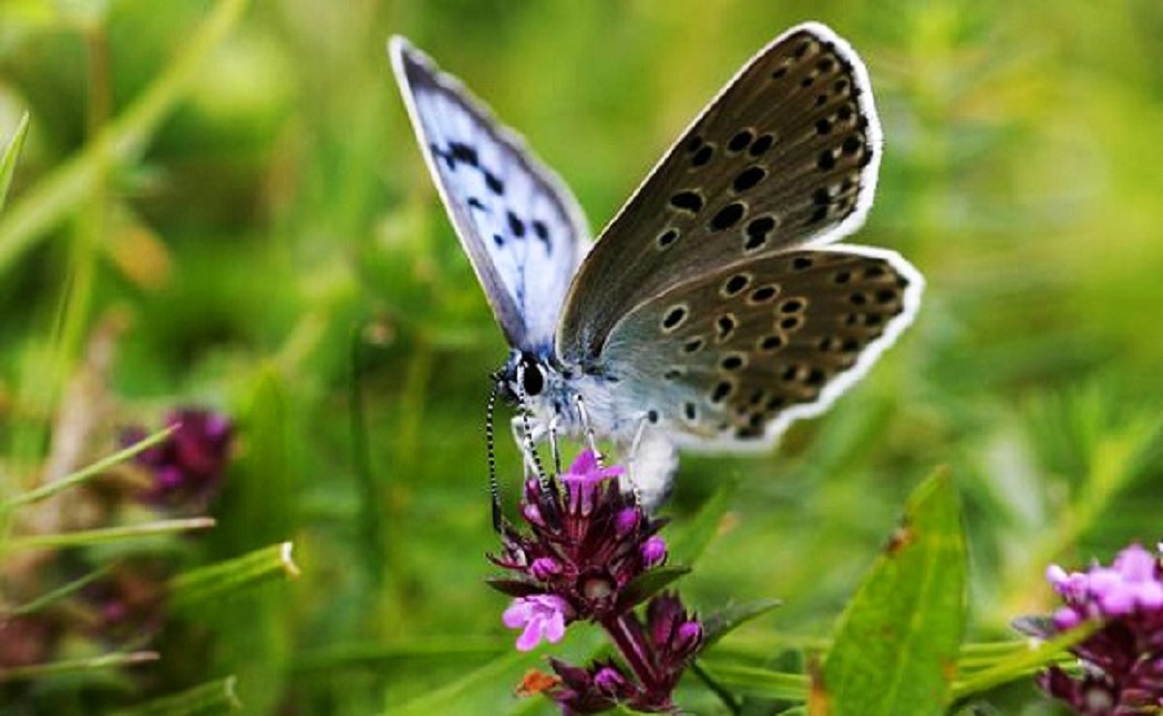 Vườn bướm Saithip