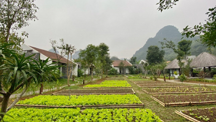 Vườn rau hữu cơ