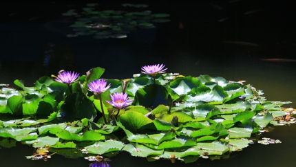 Hồ sen Evason Ana Mandara Resort & Spa Nha Trang