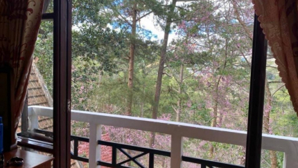 Quang cảnh từ phòng Standard Double/ Twin nhìn xuống rừng thông