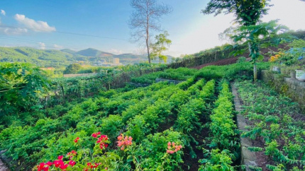 Check in nông trại rau tại Onsen Hòa Bình