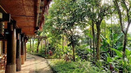 Khu nghỉ dưỡng bao quanh bởi cây cối