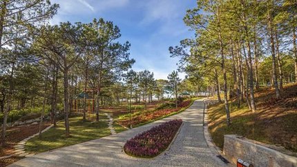 Rừng thông từ một góc nhìn khác