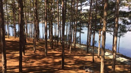 Khu vực rừng thông