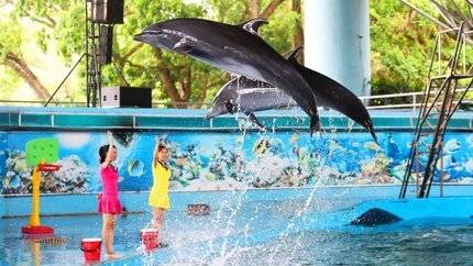 Show biểu diễn cá heo