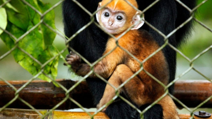 Vườn Quốc Gia Cúc Phương