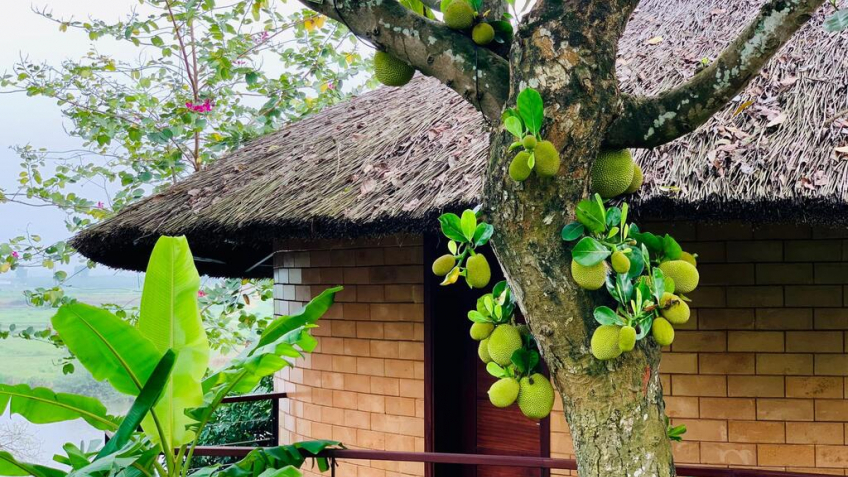 Jackfruit Villa (Villa cây mít)