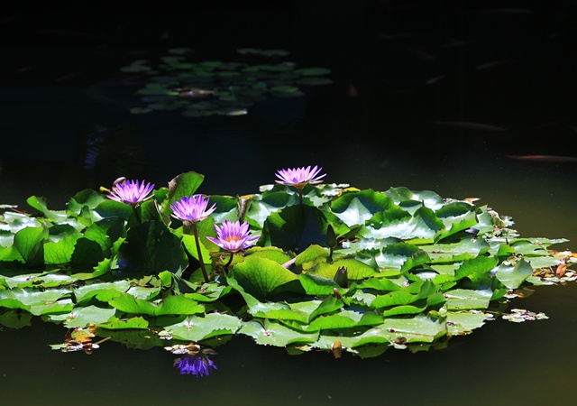 Hồ sen Evason Ana Mandara Resort & Spa Nha Trang