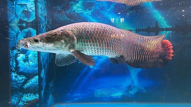 Bất ngờ trước chiều d&agrave;i của c&aacute; hải tượng tại thủy cung Times City