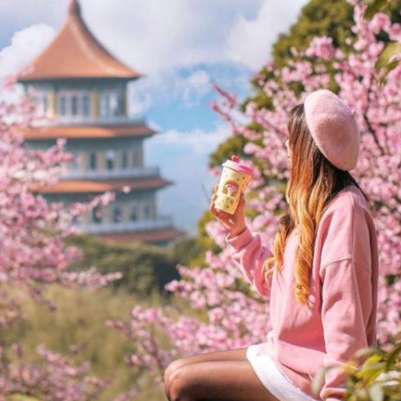 Hoa anh đào mùa xuân Đài Loan